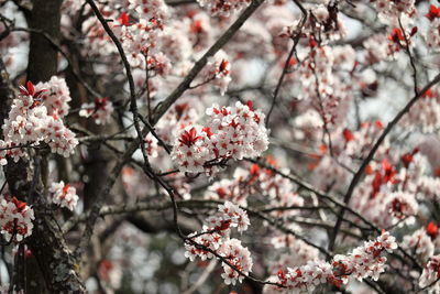 Close-up of cherry blossom tree