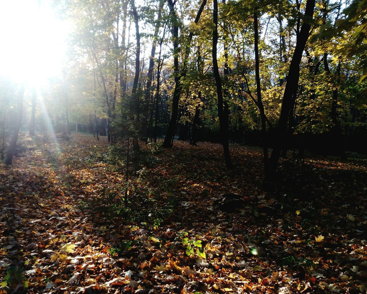 SUNLIGHT FALLING ON AUTUMN TREES