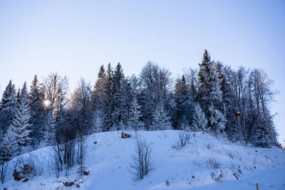 Snow covered trees on field against sky