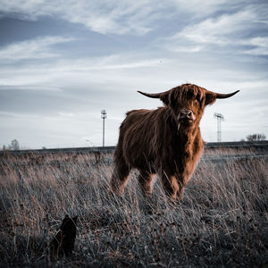 Highland cattle on field against sky