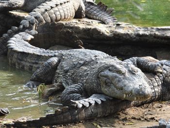 View of crocodile in zoo