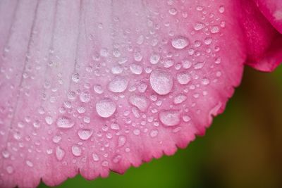 Close-up of raindrops on pink rose flower