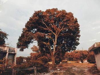 Trees in autumn