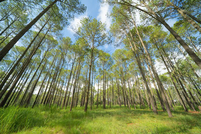 Low angle view of bamboo trees in forest