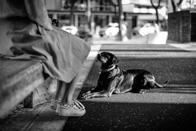 Low section of woman sitting on bench by dog