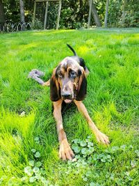 Portrait of dog on field