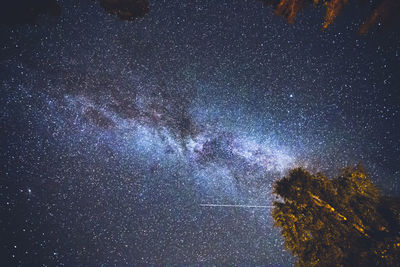 Low angle view of trees against sky at night