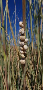 Close-up of shells on field