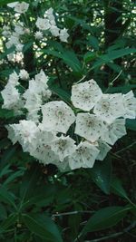 Close-up of white flowers blooming outdoors