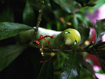 Close-up of insect on plant