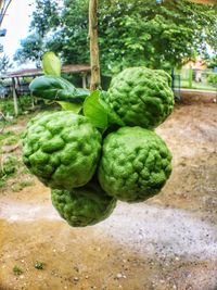 Close-up of vegetables on tree