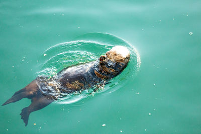 High angle view of turtle swimming in sea