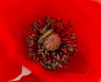 Close-up of red flowers