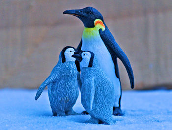 Close-up of penguins standing on snow field