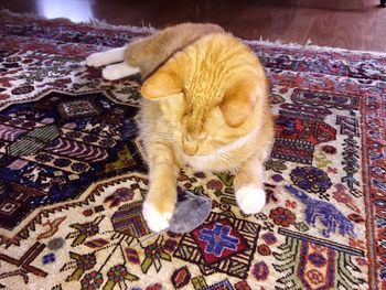 High angle view of cat relaxing on rug at home