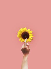 Close-up of hand holding yellow flower against red background