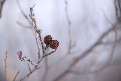 Close-up of dried plant on snow