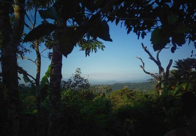 Trees growing in forest against sky