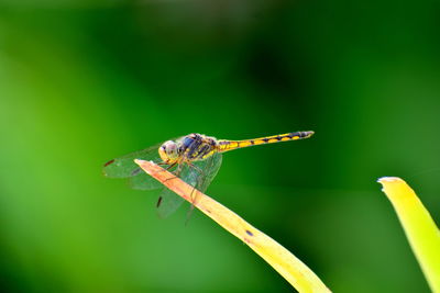 Close-up of insect on plant