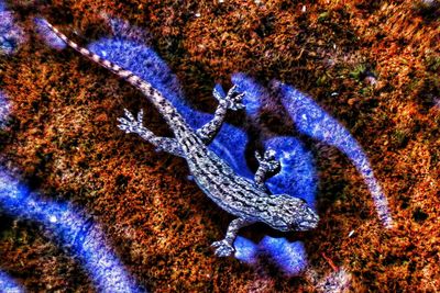 High angle view of blue turtle on rock