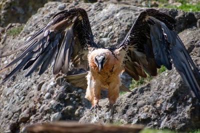 Close-up of bearded vulture perching on rock
