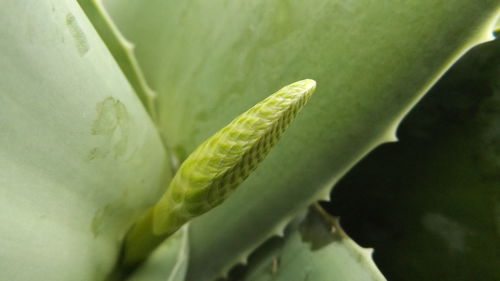 Macro shot of flower