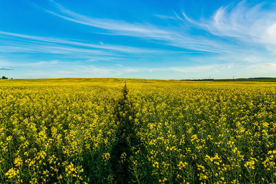 Scenic view of oilseed rape field against sky
