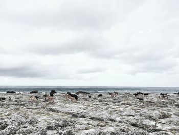 Group of people on beach