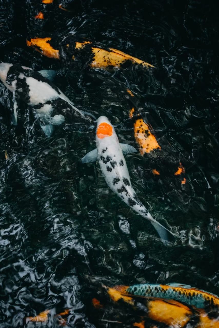 HIGH ANGLE VIEW OF KOI FISH IN WATER