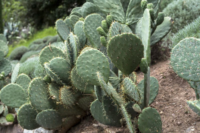 High angle view of succulent plant growing on field