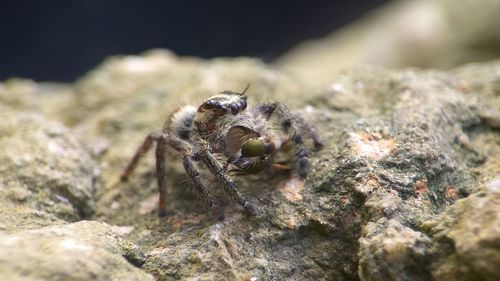 Close-up of spider on rock