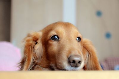 Close-up of brown dachshund relaxing at home