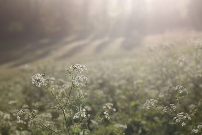 Close-up of flowering plant on field