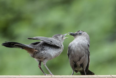 Ready for a feeding