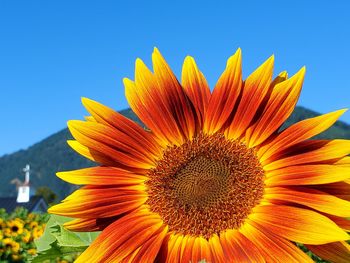 Close-up of sunflower against blue sky with mountain and church in the background