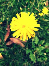 Close-up of yellow flower