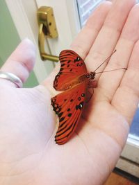 Close-up of butterfly perching on finger