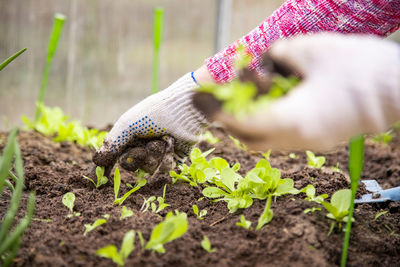 Cropped hand of woman holding plant