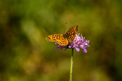 Close-up of butterfly pollinating on purple flower