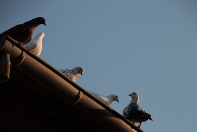 Low angle view of birds perching on roof gutter against clear sky