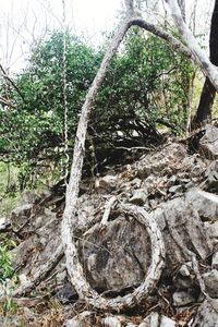 Close-up of tree roots in forest