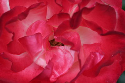 Close-up of pink rose