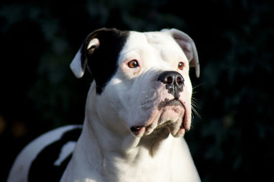 Close-up of dog looking away