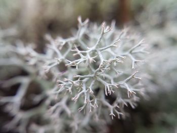 Close-up of plant