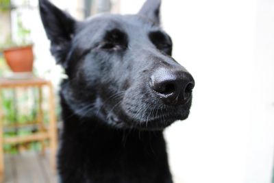 Close-up of dog looking away