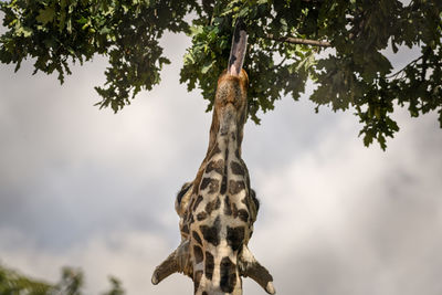 Low angle view of dead tree