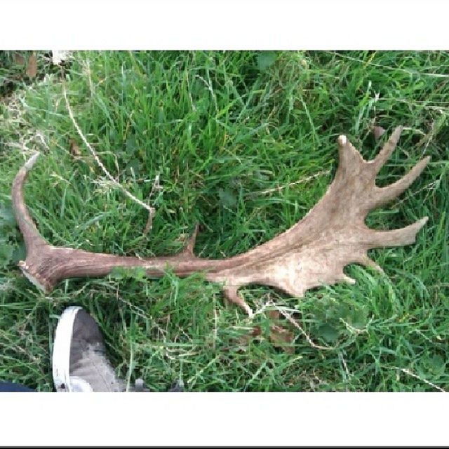 Antler