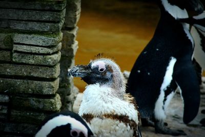 Close-up of young birds