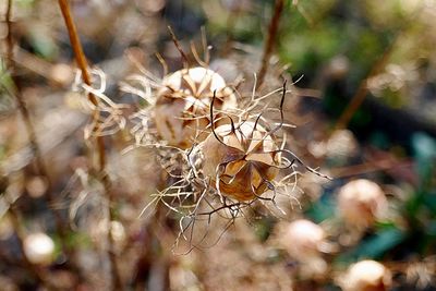 Close-up of dry plant on field