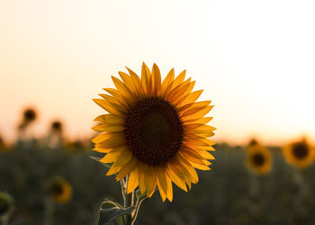 Close-up of sunflower against sky